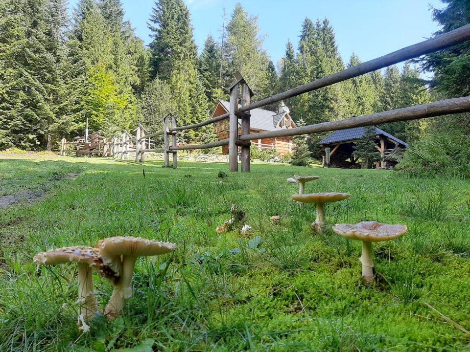 Lesna Bacowka Villa Nowy Targ Luaran gambar