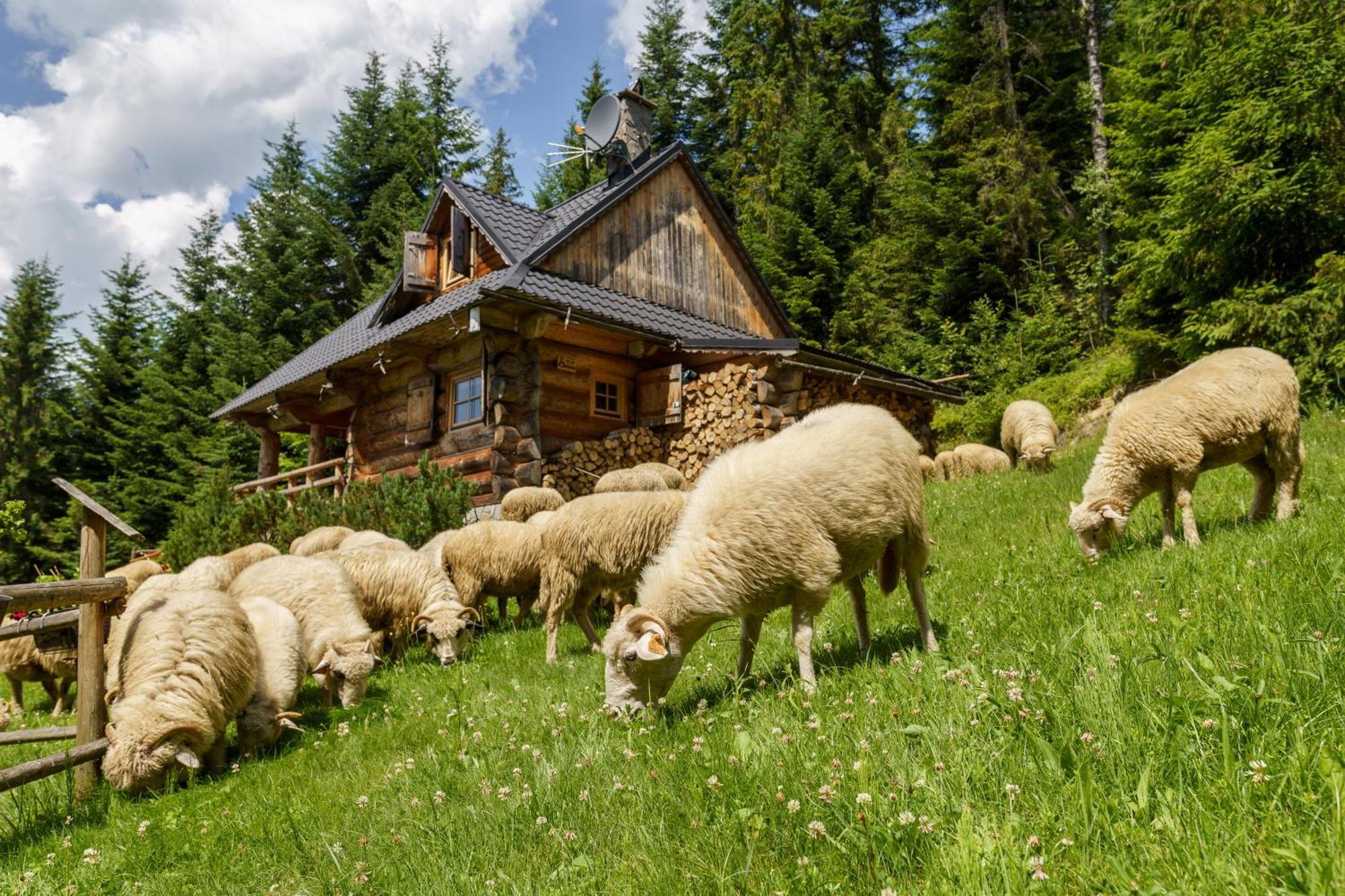 Lesna Bacowka Villa Nowy Targ Luaran gambar